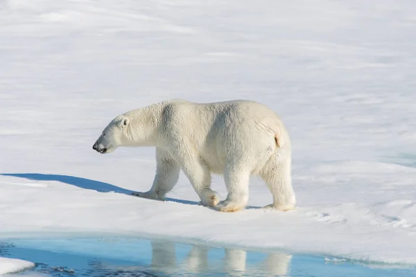 パック氷のシロクマ — ストック写真
