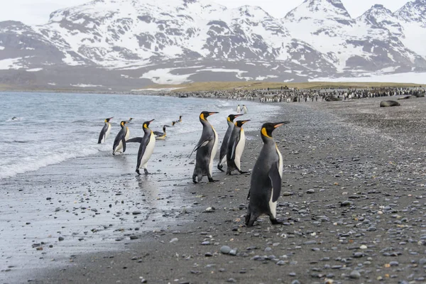 Pinguins Rei Saindo Mar — Fotografia de Stock