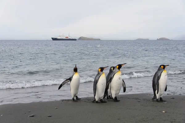 Roi Pingouins Allant Mer — Photo