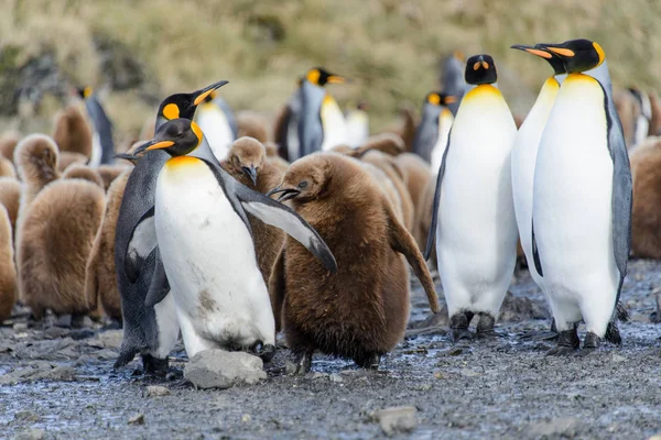 Schöner Erwachsener Königspinguin — Stockfoto