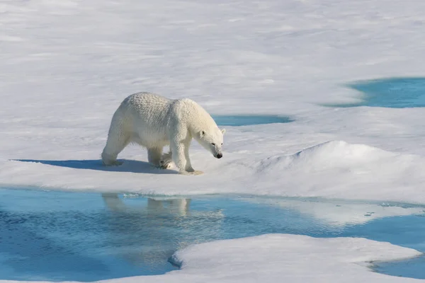 Orso Polare Sul Pack Ice — Foto Stock