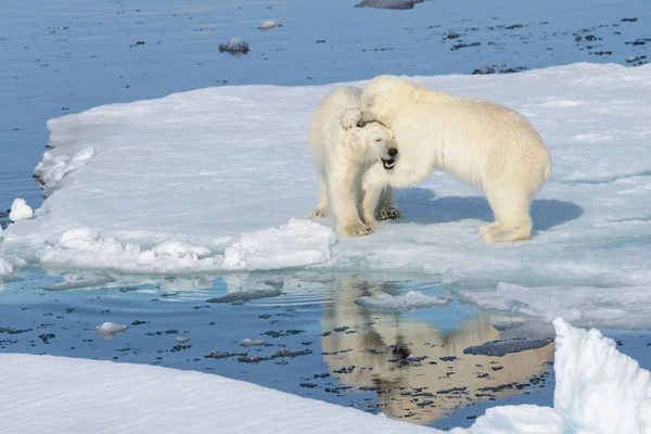 Dois Filhotes Urso Polar Brincando Juntos Gelo Norte Svalbard — Fotografia de Stock