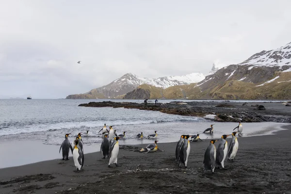 Group King Penguins Standing Swimming Landscape Scenic Mountains — Stock Photo, Image
