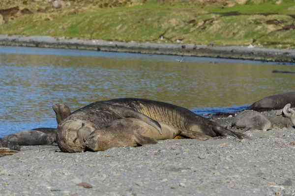 Sea Elephants Have Sex — Stock Photo, Image