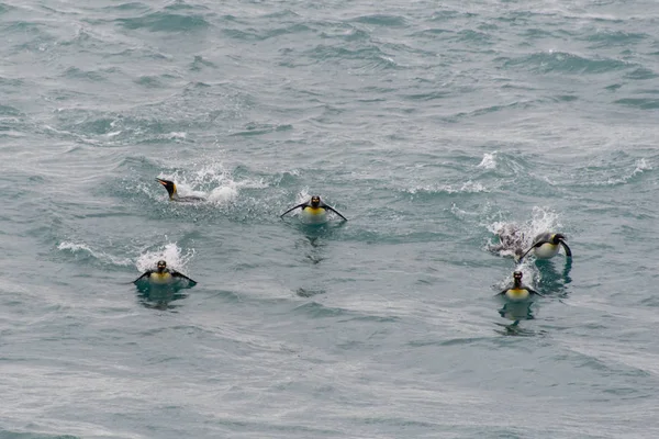 Pingwiny Królewskie Pływanie Wodzie — Zdjęcie stockowe