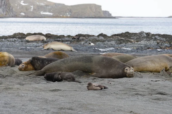 Sea Elephant South Georgia — Stock Photo, Image