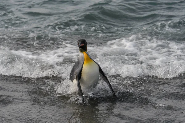 Roi Pingouin Allant Mer — Photo