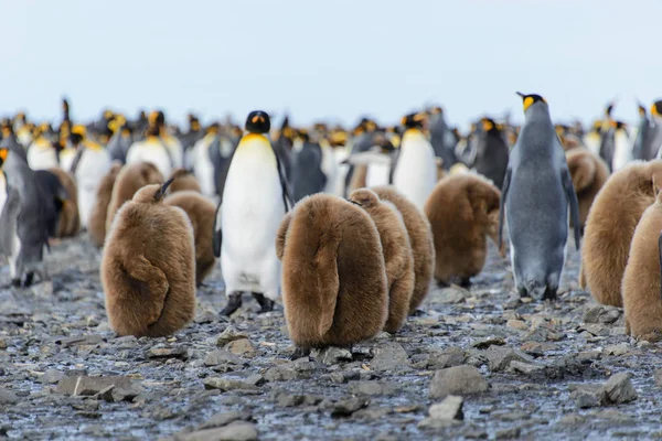 Kung Pingvin Kycklingar Naturen — Stockfoto