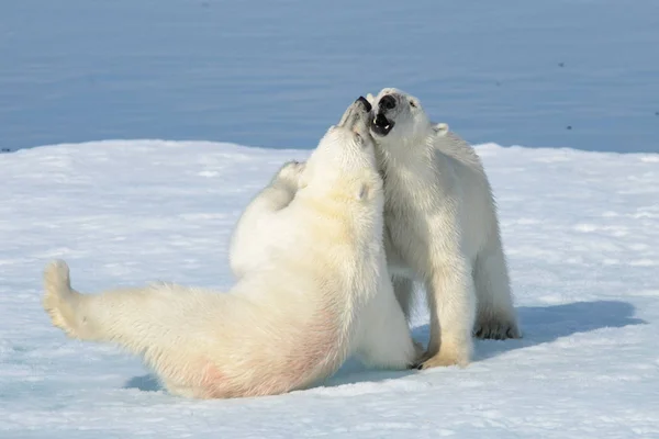 Dos Cachorros Oso Polar Jugando Juntos Hielo Norte Svalbard —  Fotos de Stock