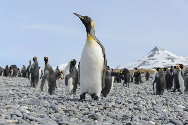 Prachtige Volwassen Koning Pinguïn — Stockfoto