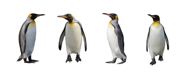 Pinguino Isolato Bianco — Foto Stock