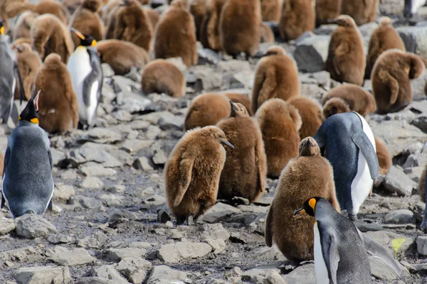 Pinguins Rei Pinguins Natureza — Fotografia de Stock