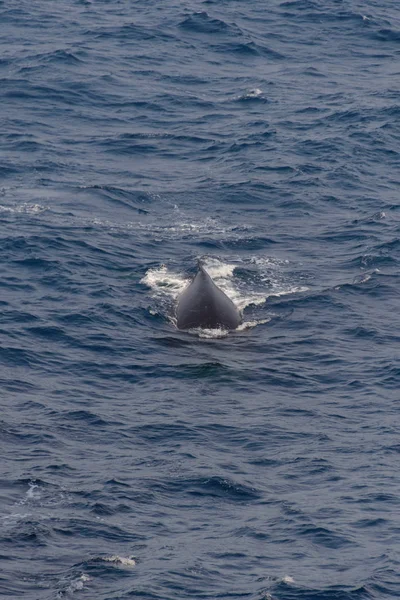 Humpback whale fin in he sea