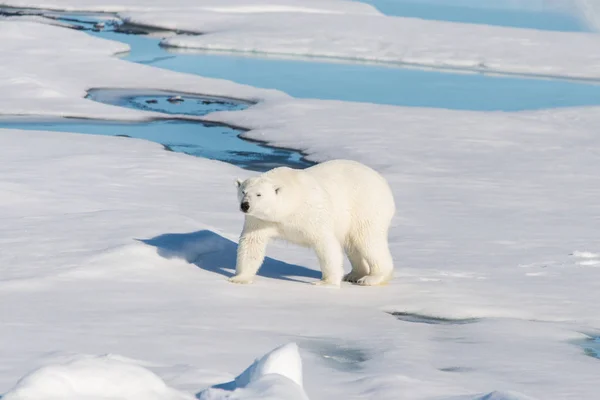 Polar bear on the pack ice