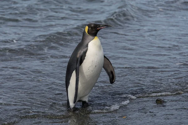 King Penguin Going Sea — Stock Photo, Image