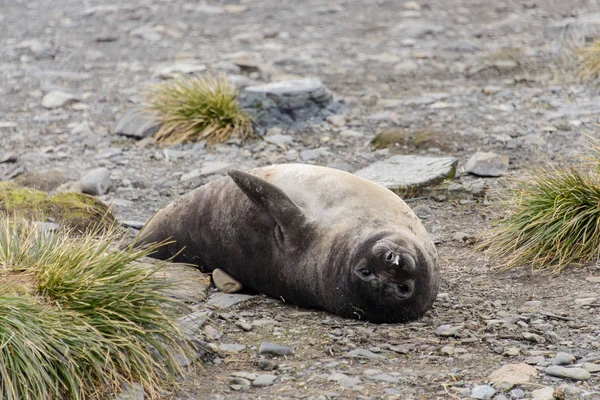 Fur Seal Grass — Stock Photo, Image