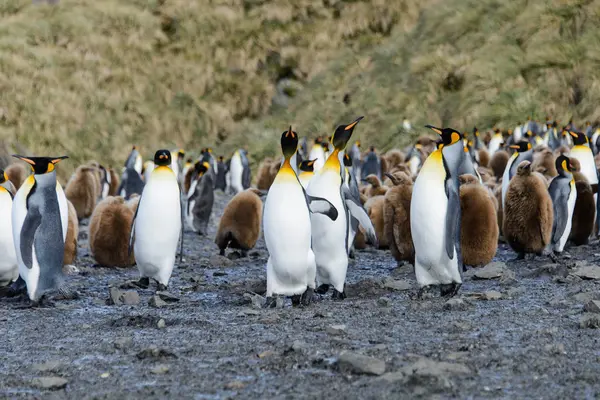 Hermoso Pingüino Rey Adulto — Foto de Stock