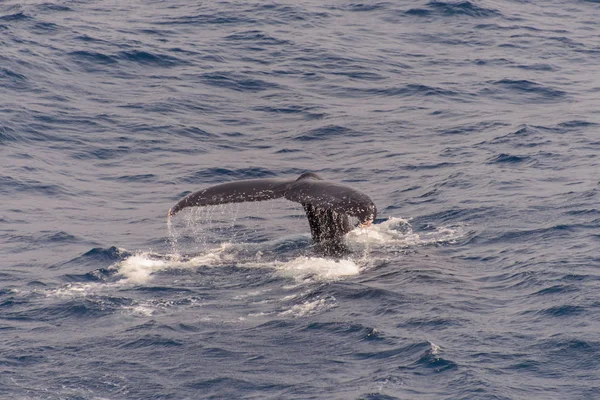 Humpback whale tail in the sea