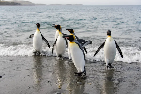Tučňáků Moře — Stock fotografie