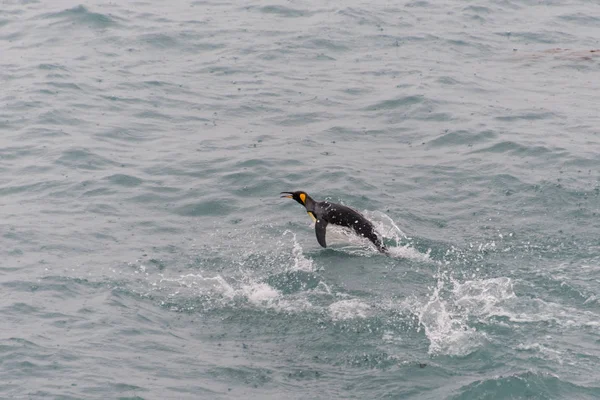 Hermoso Pingüino Rey Adulto — Foto de Stock