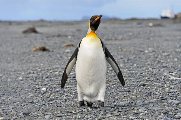 サウス ジョージア島のキング ペンギン — ストック写真