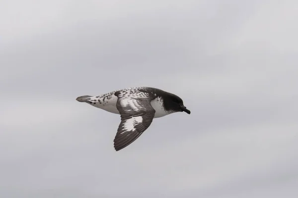 Petrel Antártico Thalassoica Antarctica — Fotografia de Stock