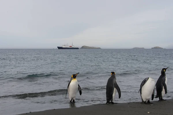 Pinguins Rei Saindo Mar — Fotografia de Stock