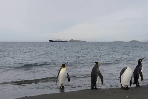 King Penguins Going Sea — Stock Photo, Image