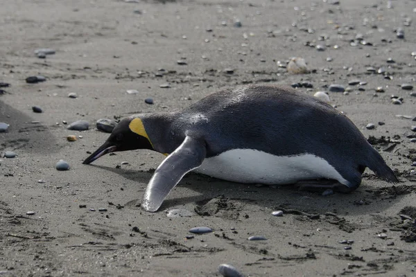 Koning Pinguïn Liggend Grond — Stockfoto