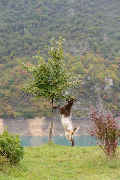 Söta Geten Ängen — Stockfoto