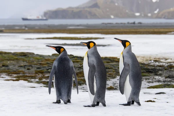 Pingüinos Rey Isla Georgia Del Sur — Foto de Stock