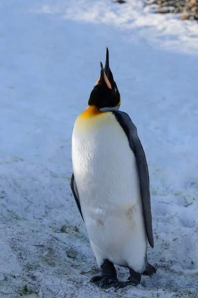 Pinguins Rei Geórgia Sul — Fotografia de Stock