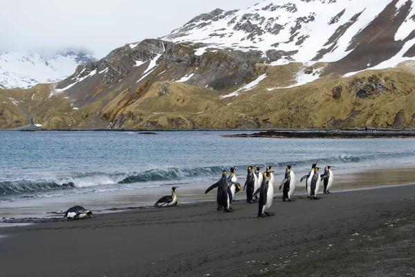 Pinguini Sull Isola Della Georgia Del Sud — Foto Stock
