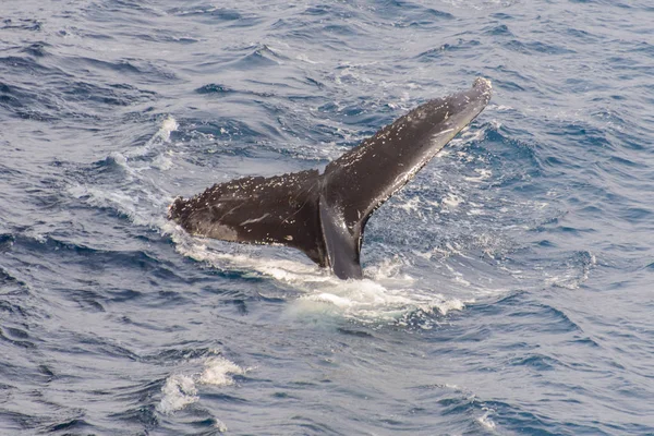 Humpback whale tail in the sea