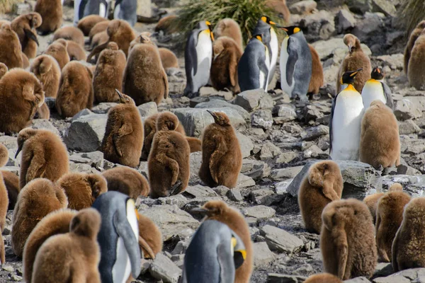 Rey Pingüino Polluelos Naturaleza — Foto de Stock