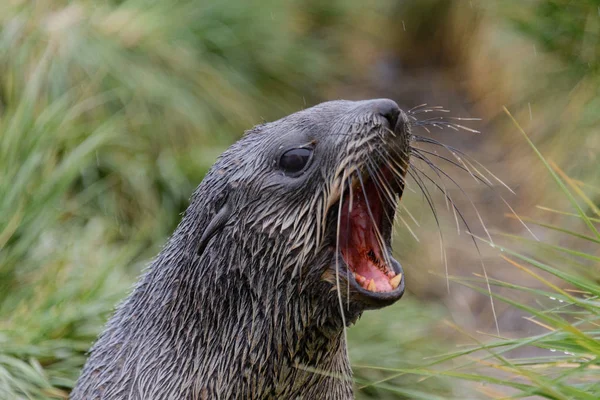 Fur seal\' s head close up open mouth