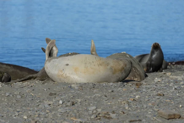 Sea Elephants Have Sex — Stock Photo, Image