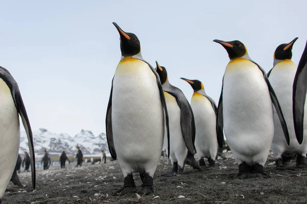 King Penguins South Georgia Island — Stock Photo, Image