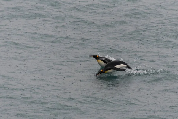 King Penguins Swimming Water — Stock Photo, Image