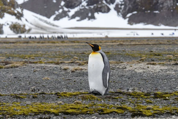 Pinguins Rei Ilha Geórgia Sul — Fotografia de Stock