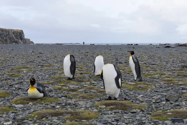 Königspinguine Auf Südgeorgien Insel — Stockfoto