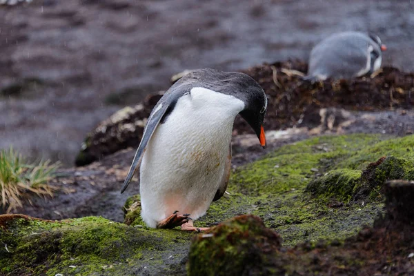 Pingouin Doux Humide Dans Herbe Verte Par Temps Pluvieux — Photo