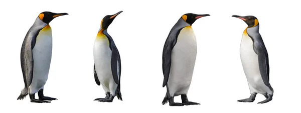 Pingüino Rey Aislado Blanco —  Fotos de Stock