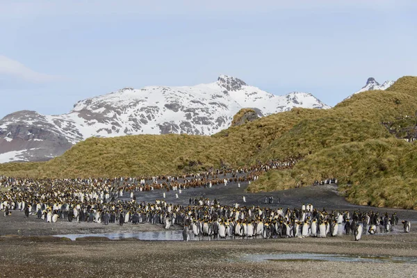 Beautiful South Georgia Landscape — Stock Photo, Image