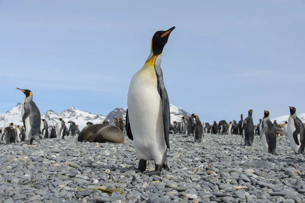 Güzel Yetişkin Kral Penguen — Stok fotoğraf