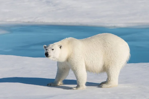 Polar Bear Pack Ice — Stock Photo, Image