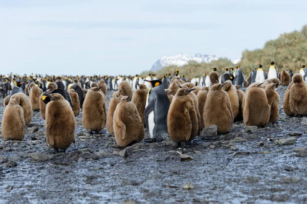Красивий Дорослий Король Пінгвін — стокове фото