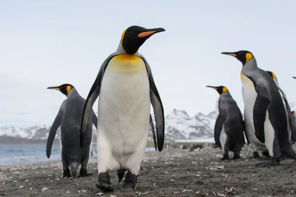 サウス ジョージア島のキング ペンギン — ストック写真