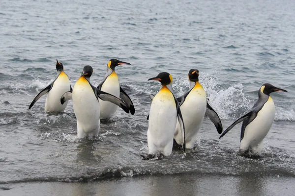 Denizden Kral Penguenler — Stok fotoğraf