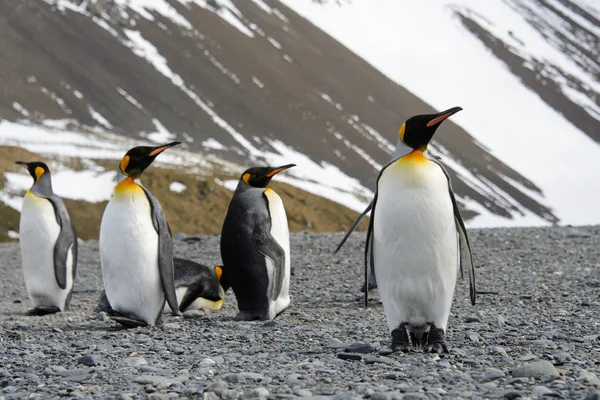 Koning Pinguïns Zuid Georgië Eiland — Stockfoto